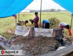 Petani Desa Bontonyeleng Mulai Panen Komoditas Kacang Tanah di Bulan Agustus