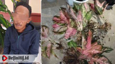 Viral! Pencuri Tanaman Hias Beraksi di Kecamatan Kindang, Pelaku Berhasil Diamankan Polisi
