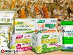 Jagung Maxxi Agri Dorong Produktivitas Petani Lewat Inovasi Perawatan Tanaman