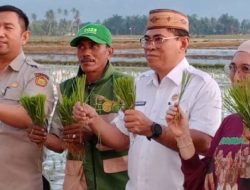 Bone Bolango Bidik Jadi Sentra Padi Organik Baru di Gorontalo