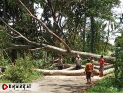 Pohon Tumbang Timpa Rumah Warga, Anggota Polresta Banyuwangi Bantu Evakuasi