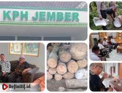 Buntut Kasus Dugaan Ilegal Logging, Pembeli Kayu yang Sempat Diamankan oleh Petugas Datangi Kantor KPH Jember