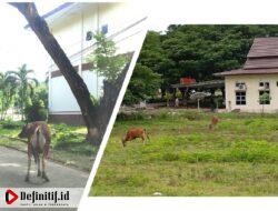 Hewan Lepas di Kawasan Kantor Bupati Gorut: Implementasi Perda No. 19 Tahun 2009 Dipertanyakan