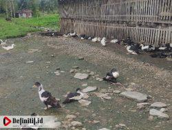 Bau Menyengat dari Kandang Ternak di Desa Pontolo Resahkan Warga