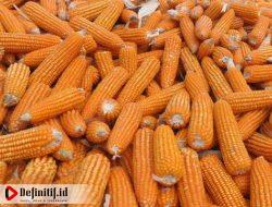 Harga Jagung Jatuh, Petani Desak Pemerintah Provinsi Bertindak