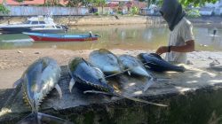 Pengepul, Pedagang, dan Dapur MBG Kesulitan Dapatkan Ikan Tuna di Sangihe