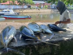 Pengepul, Pedagang, dan Dapur MBG Kesulitan Dapatkan Ikan Tuna di Sangihe