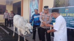 Qurban Presisi, Polres Tahuna Sembelih Empat Ekor Sapi dan Seekor Kambing