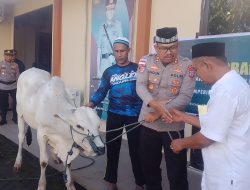 Qurban Presisi, Polres Tahuna Sembelih Empat Ekor Sapi dan Seekor Kambing
