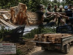 KPH III dan Polsek Patilanggio Cek Dugaan Penebangan Kayu Ilegal di Balayo, Hasilnya Nihil