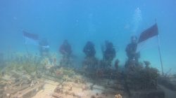 Dari Bawah Laut Botutonuo, Merah Putih Berkibar, Terumbu Karang Direhabilitasi